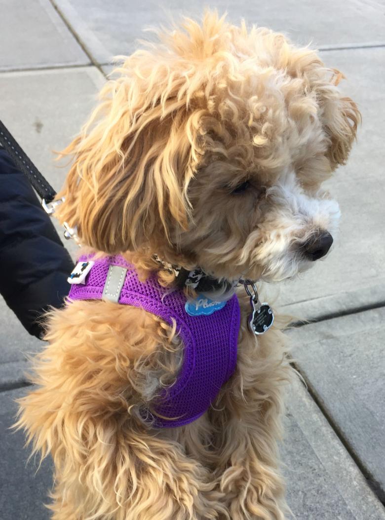 Small golden puppy wearing a purple harness