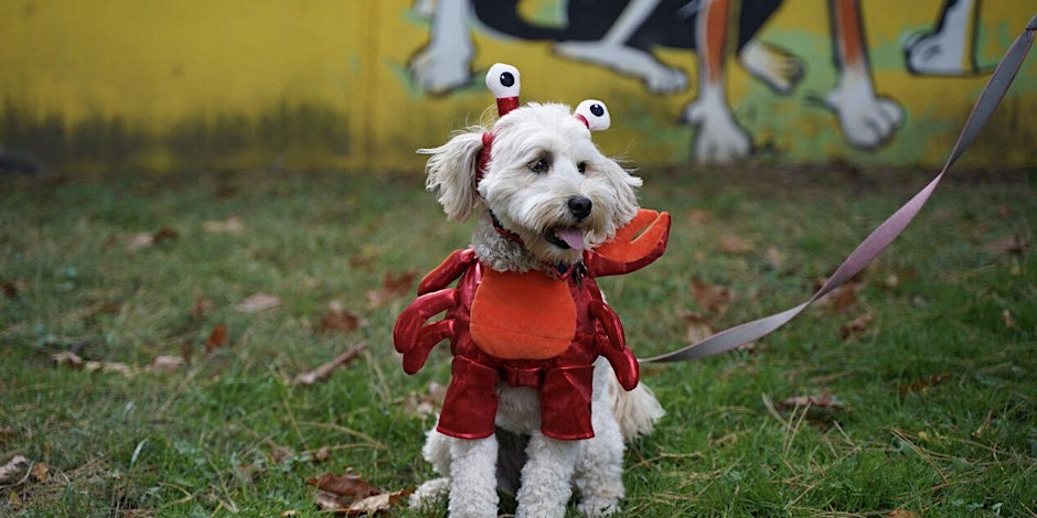 Small white dog in a lobster costume.