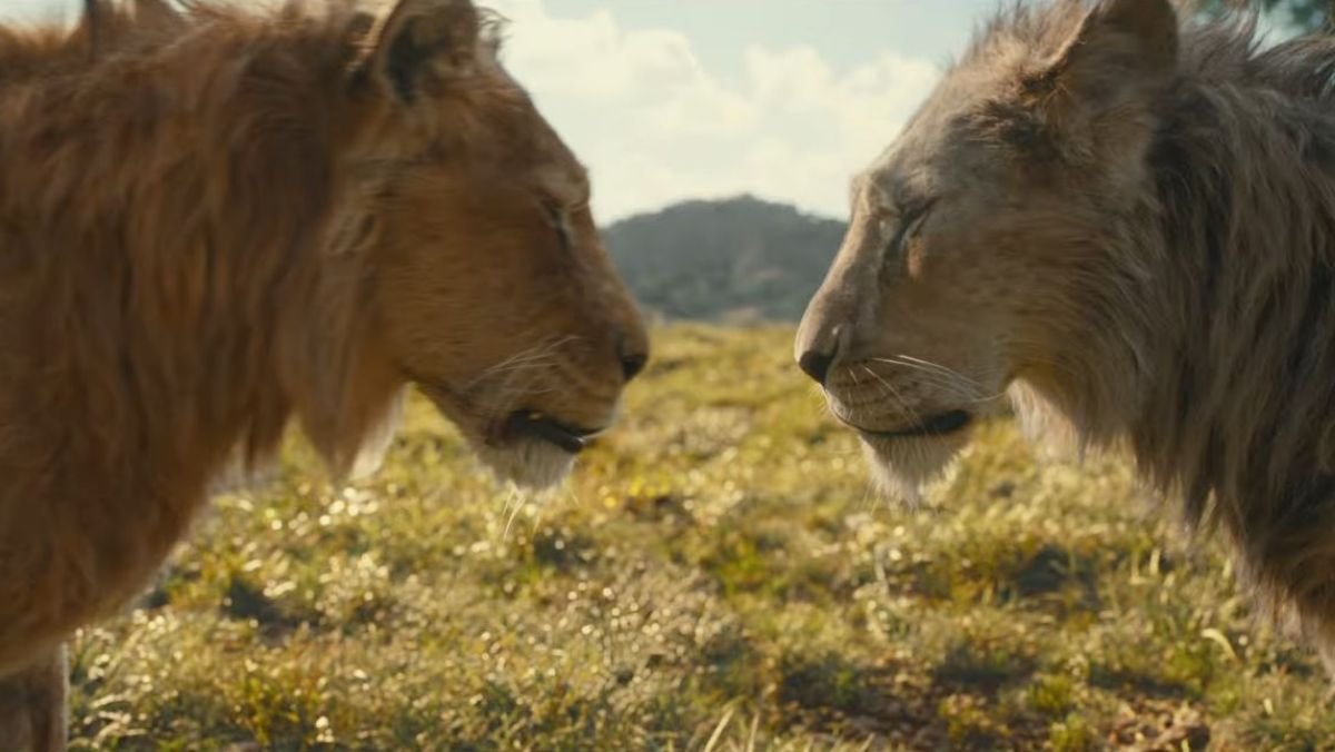 Lions facing each other