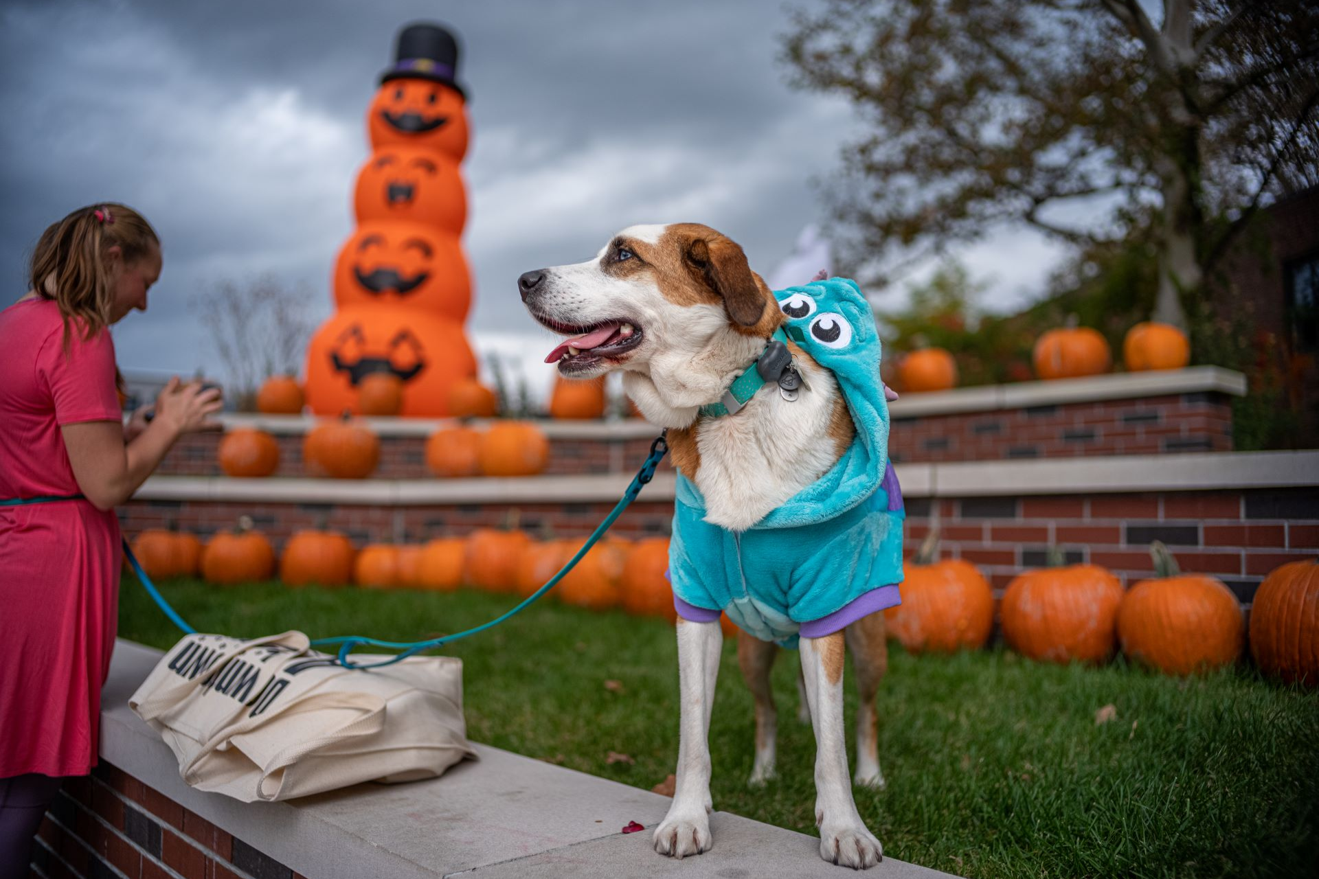 Hounds of Halloween