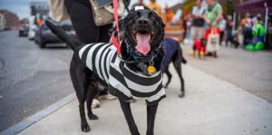 Dog at Hounds of Halloween