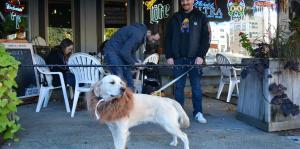 Dog with owner in Friendly Downtown Albany