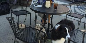 Dogs and man sit on patio