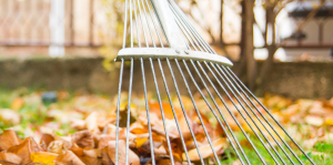 Raking Leaves