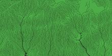 Graphic with green background and black lines that look like veins of a leaf