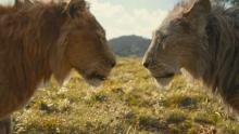 Lions facing each other