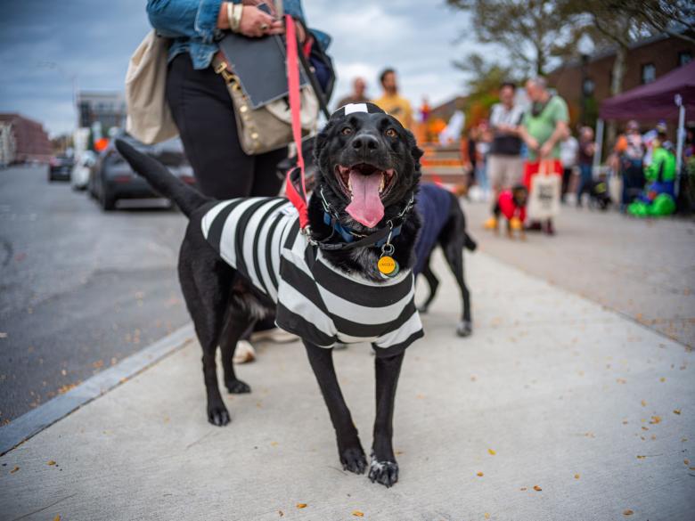 Dog at Hounds of Halloween