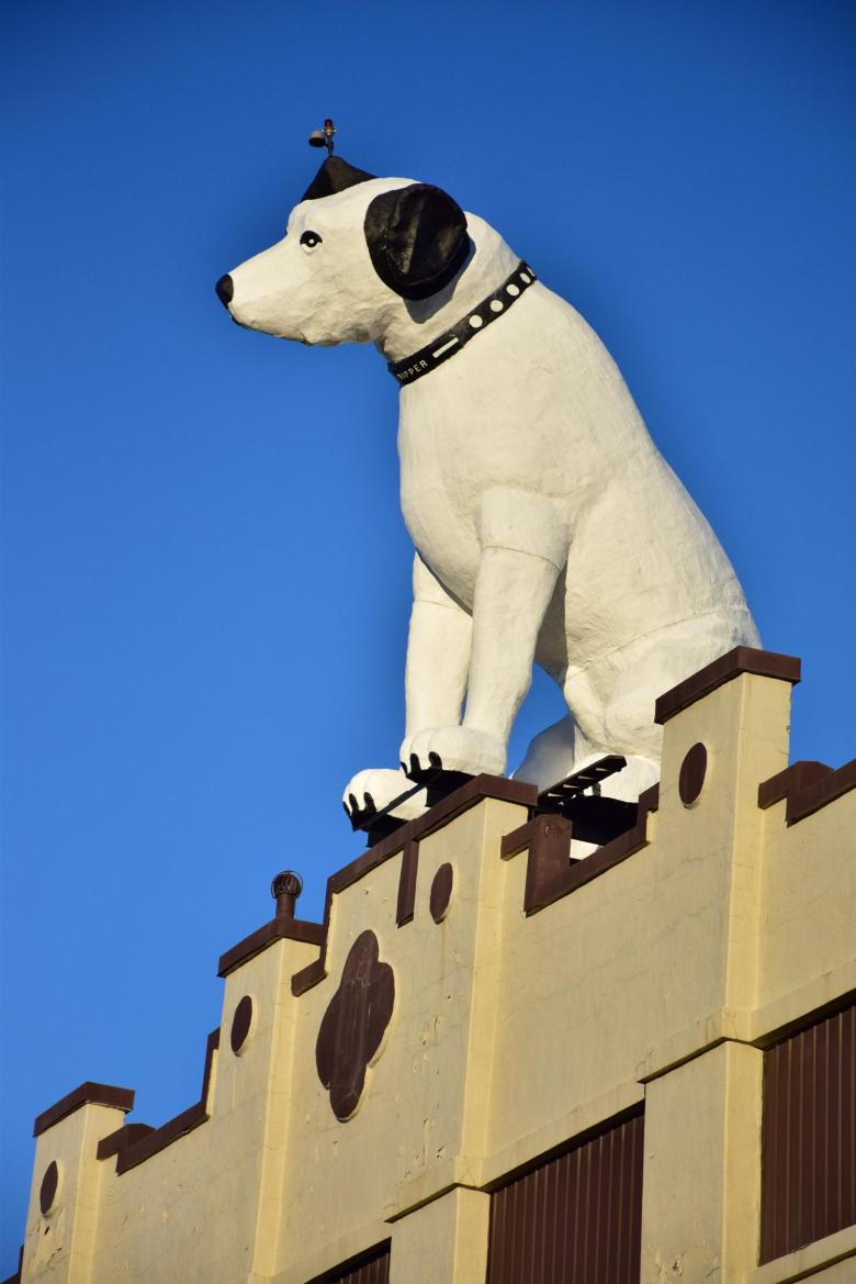 Dog on Roof 