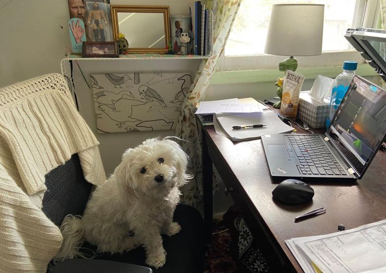 Fluffy white dog sitting in a computer chair at a desk with paperwork and a laptop.