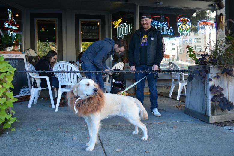 Dog with owner in Friendly Downtown Albany